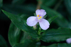 Santa Lucía rosada/Spiderwort