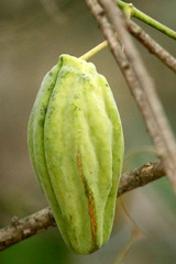 Tasi/Common moth vine