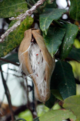 Tasi/Common moth vine