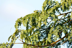 Timbó/Pacará earpod tree