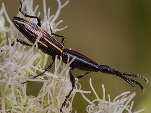 Gorgojo de pico largo/Brentus rufiventris