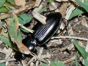 Escarabajo de tierra - Familia Carabidae