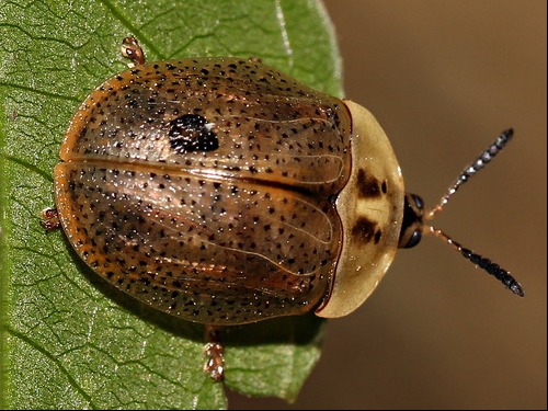 Escarabajo tortuga/Chelymorpha indigesta