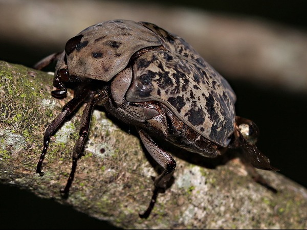 Flower chafer/Gymnetis chalcipes