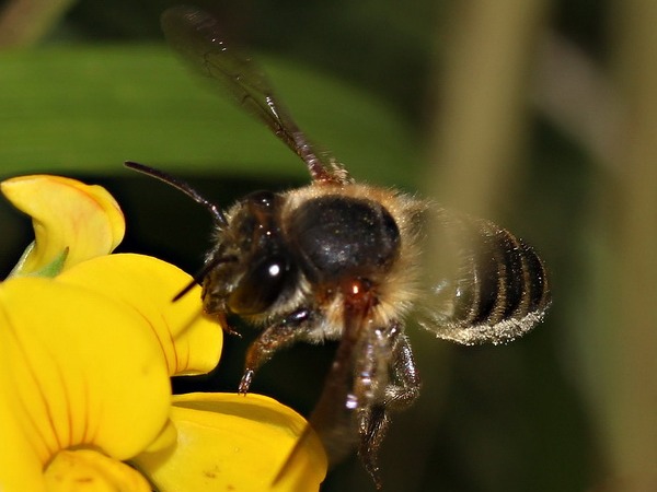 Abeja cortadora de hojas/Megachile sp.