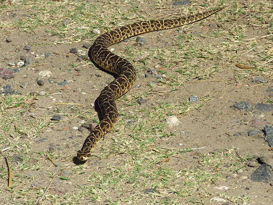 Yarará grande