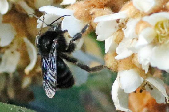 Bumblebee