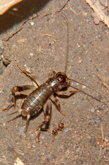 Short-tailed cricket