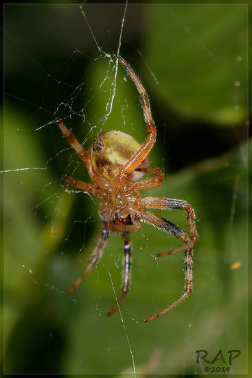 Orb weaver