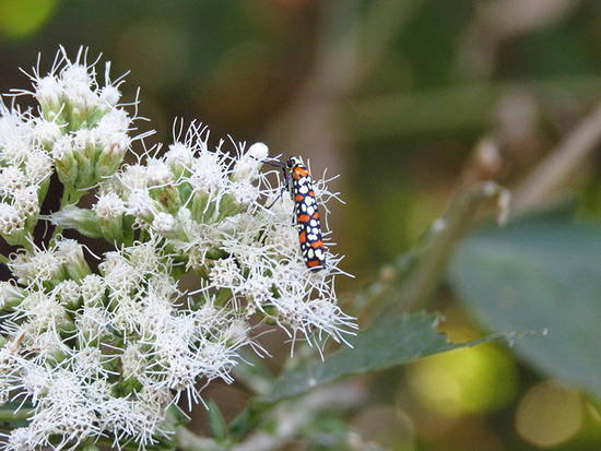 Polilla cigarrito arlequín