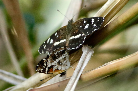 Bataraza