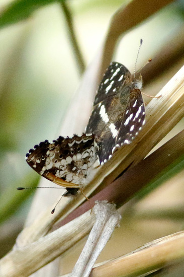 Bataraza
