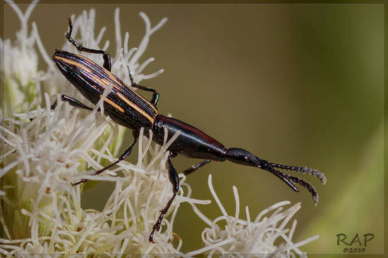 Gorgojo de pico largo