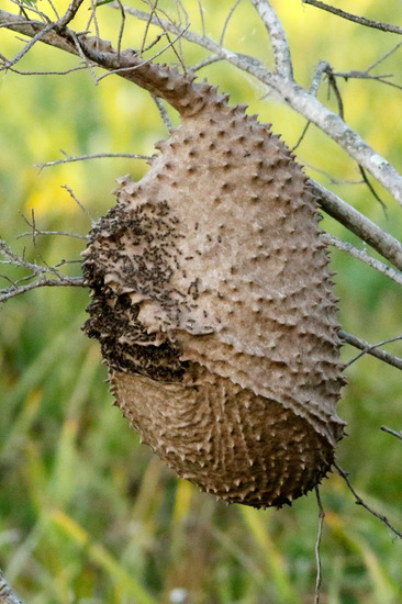 Camuati Wasp