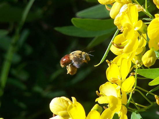 Solitary bee