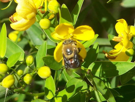 Solitary bee