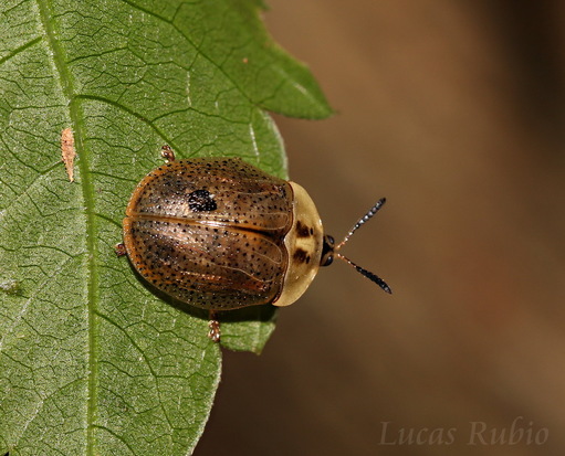 Tortoise beetle