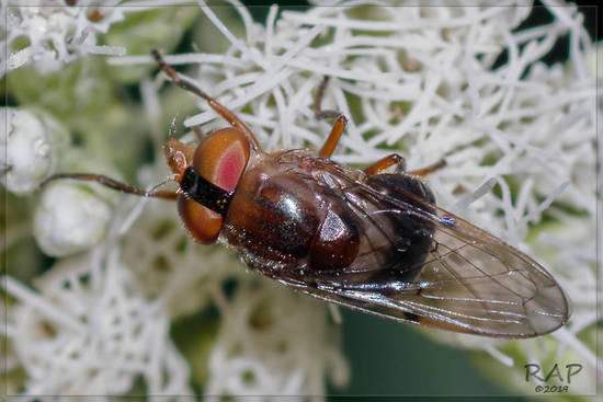 Hoverfly