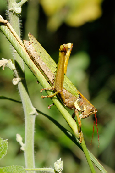 Lubber Grasshopper