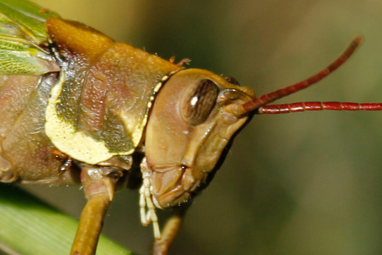 Lubber Grasshopper