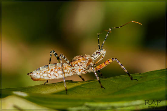 Assassin bug