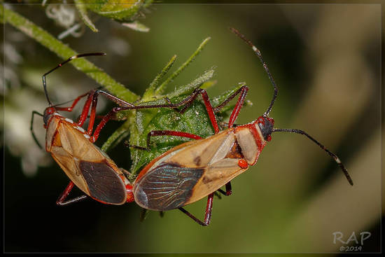 Cotton stainer
