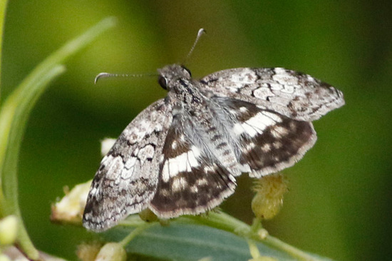Emparchada