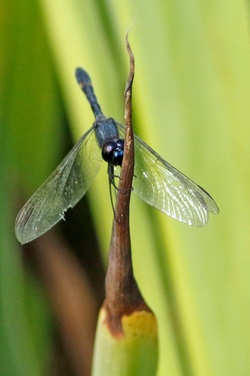 Dragonfly/Skimmers