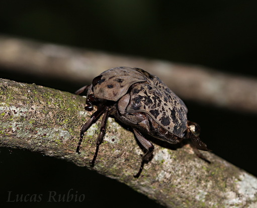 Flower chafer