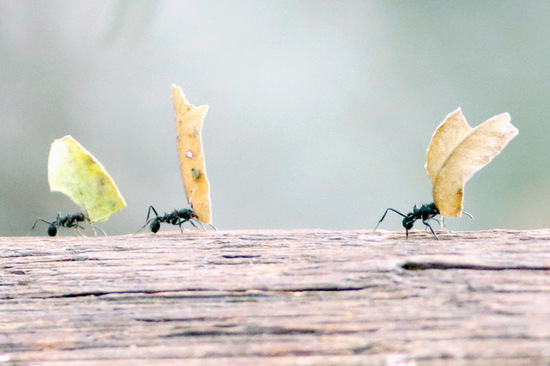 Leafcutter ant