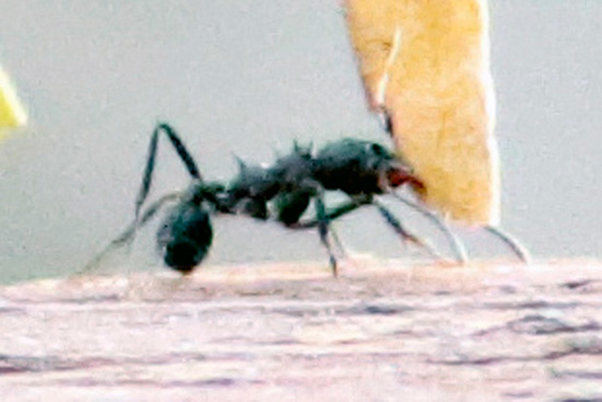 Leafcutter ant