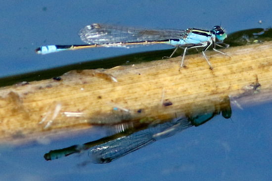Damselfly/Narrow-winged damselflies