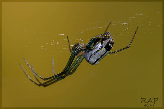 Long-jawed orbweaver