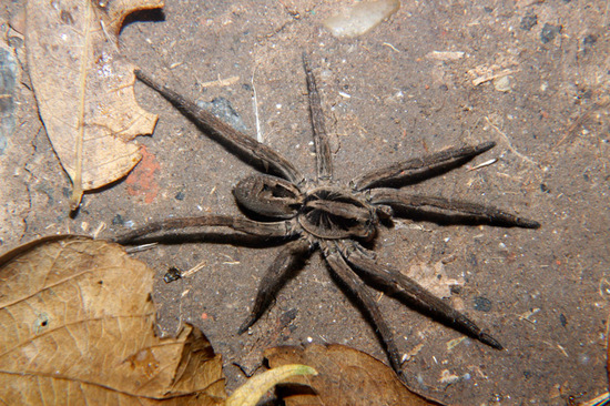Wolf spider