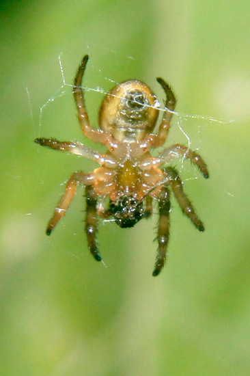 Orb weaver