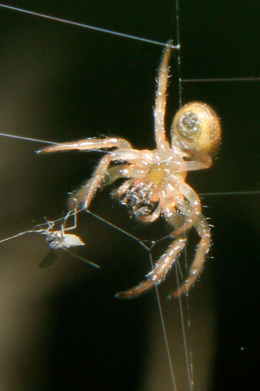 Orb weaver
