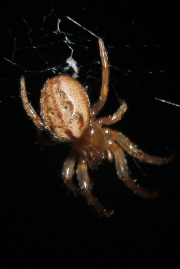 Orb weaver