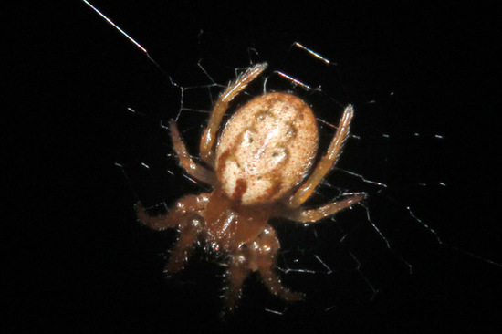 Orb weaver