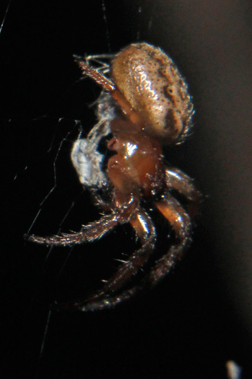 Orb weaver