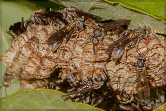 Paper wasp