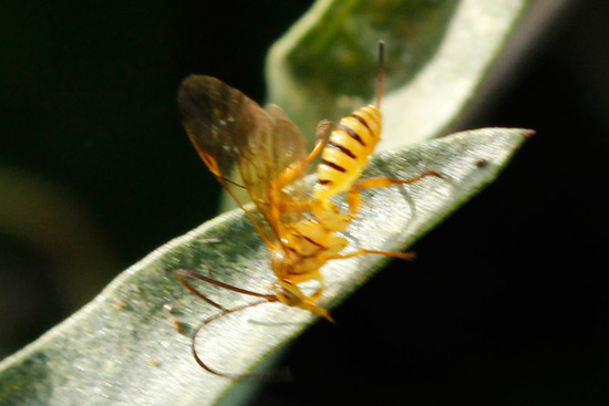 Ichneumon wasp