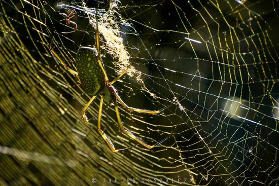 Golden Silk Orbweaver