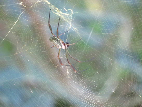 Golden Silk Orbweaver