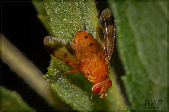 Bristle fly