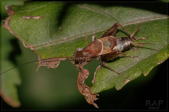 Cricket