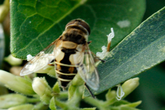 Hoverfly