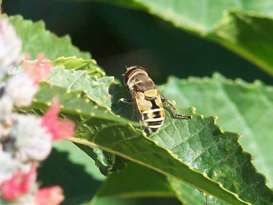 Hoverfly