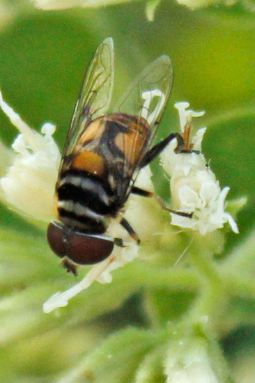 Hoverfly