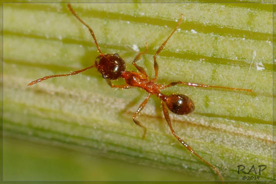 Big-headed ant