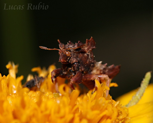 Jagged ambush bug